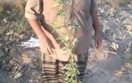 في خطوة غير مسبوقة مزارع يزرع شجرتي اليوسفي والتفاح في المنصورة بلحج