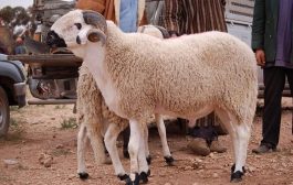 إجراءات صارمة حول الأضحية بالمغرب.. الأمن يداهم المنازل ويصادر أغنام الأضاحي