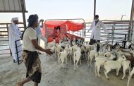 تدشين أول شحنة لتصدير الثروة الحيوانية من اليمن إلى سلطنة عُمان