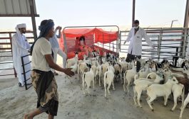 تدشين أول شحنة لتصدير الثروة الحيوانية من اليمن إلى سلطنة عُمان