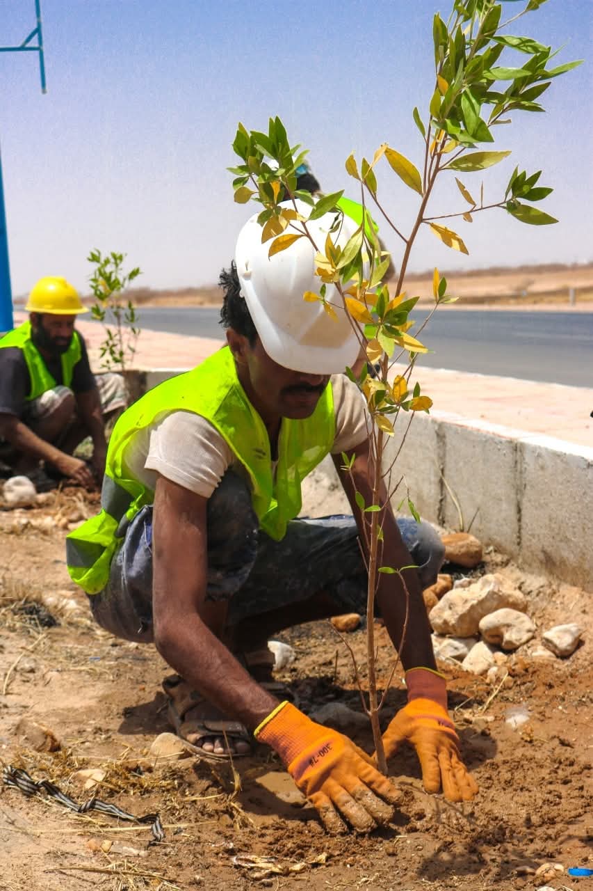 بدء أعمال التشجير لعدد من الشوارع الرئيسية بمدينة عتق