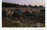 تحذيرات من أبقار إسرائيلية «ملوثة جرثومياً» دخلت الأراضي اللبنانية