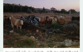 تحذيرات من أبقار إسرائيلية «ملوثة جرثومياً» دخلت الأراضي اللبنانية