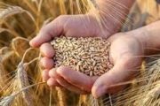 القمح من الاحتكار إلى التلاعب بالأوزان ..