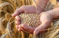 القمح من الاحتكار إلى التلاعب بالأوزان ..