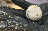 ما هي الكرات الغامضة التي ظهرت مجدداً على شواطئ أستراليا؟