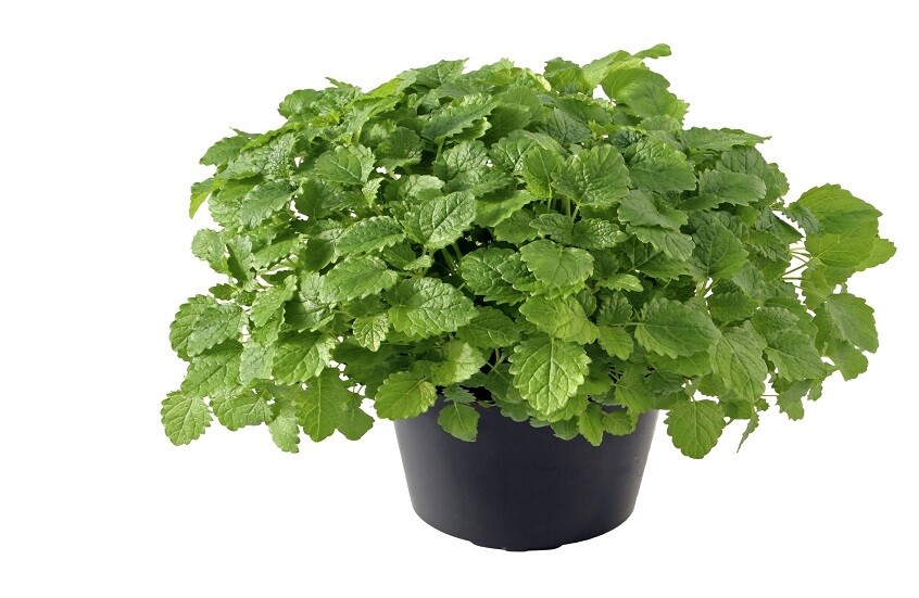 ماهي المخاطر الخفية للنعناع ؟