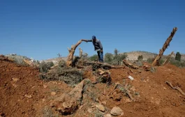 إسرائيل حاصرت قرية فلسطينية واقتلعت 10 آلاف شجرة زيتون