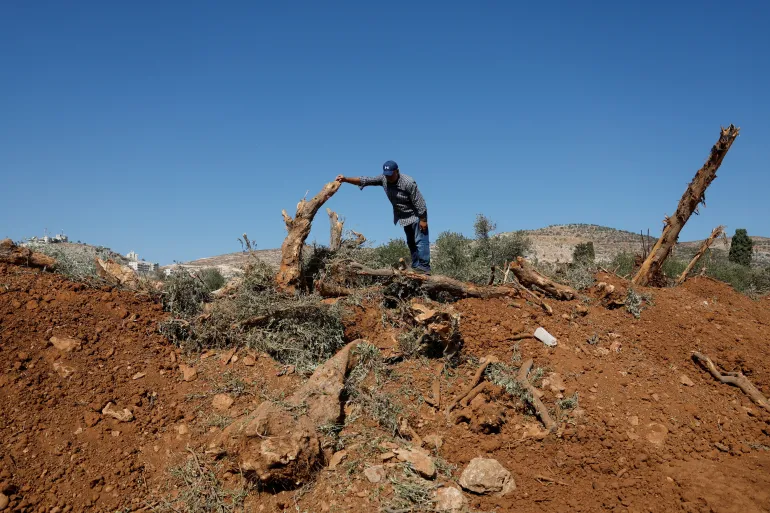 إسرائيل حاصرت قرية فلسطينية واقتلعت 10 آلاف شجرة زيتون