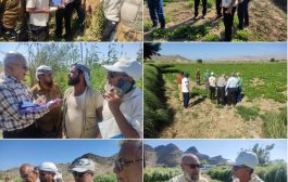 فريق متخصص من محطة البحوث الزراعية بالكود ينفذ زيارة ميدانية الى بعض مناطق دلتا أبين