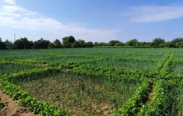 وادي خير بلحج او 