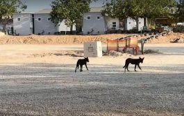 آلاف الكلاب المصرية.. تحاصر المستوطنين الإسرائيليين على الحدود