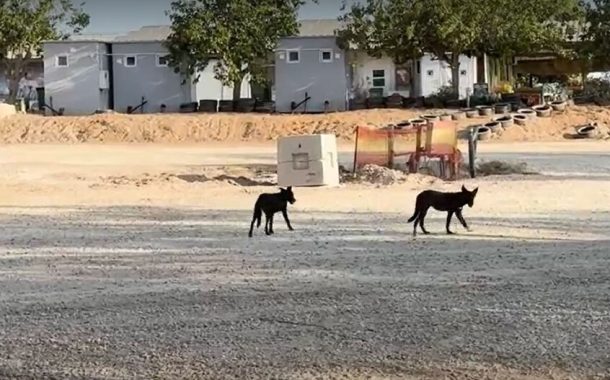 آلاف الكلاب المصرية.. تحاصر المستوطنين الإسرائيليين على الحدود